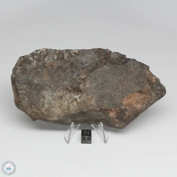 NWA 788 L5/6 Meteorite 250.3g End Cut