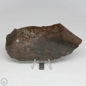 NWA 788 L5/6 Meteorite 250.3g End Cut