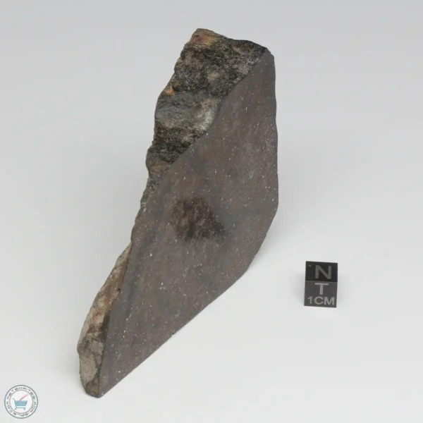 NWA 788 L5/6 Meteorite 341g End Cut