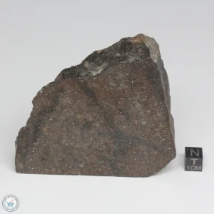 NWA 788 L5/6 Meteorite 341g End Cut