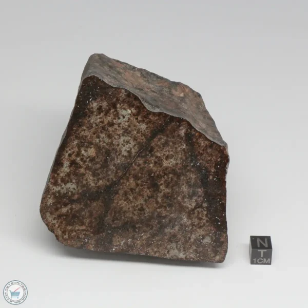 NWA 788 L5/6 Meteorite 1388g End Cut