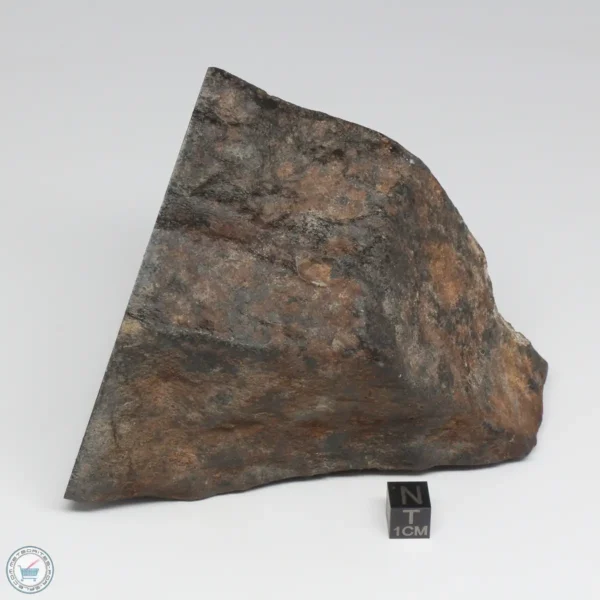 NWA 788 L5/6 Meteorite 1388g End Cut