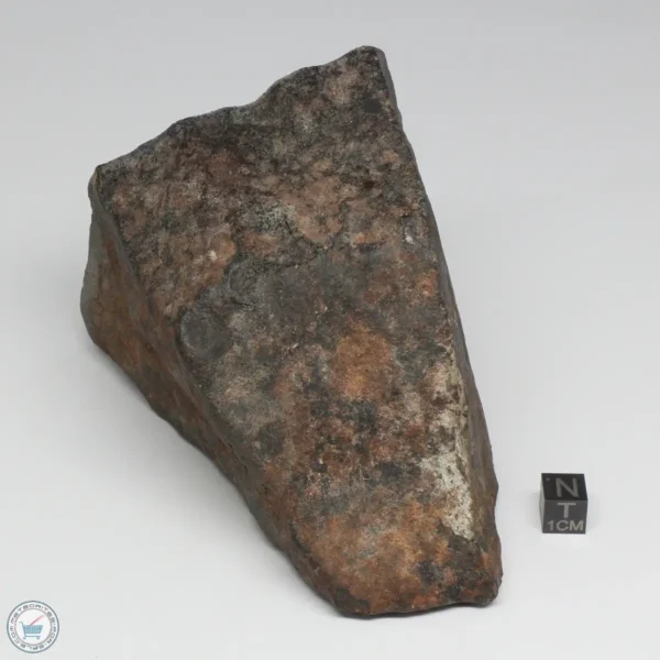 NWA 788 L5/6 Meteorite 1388g End Cut