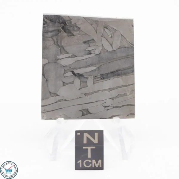 Seymchan Siderite Meteorite 27.7g