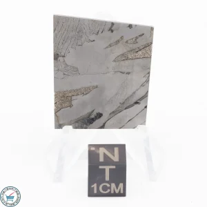 Seymchan Siderite Meteorite 16.3g