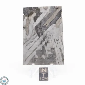 Seymchan Siderite Meteorite 61.1g