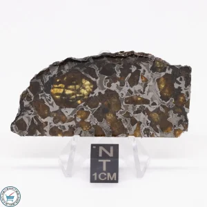Brahin Pallasite Meteorite 18.0g
