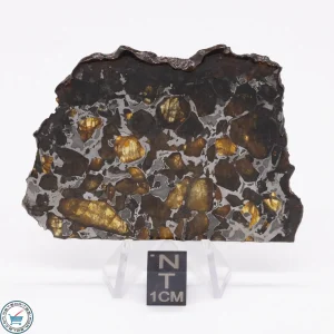 Brahin Pallasite Meteorite 25.5g