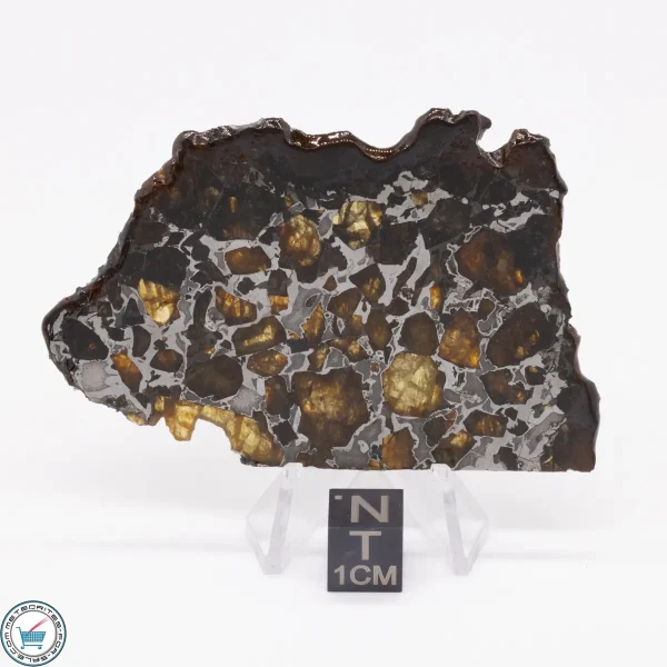 Brahin Pallasite Meteorite 23.4g