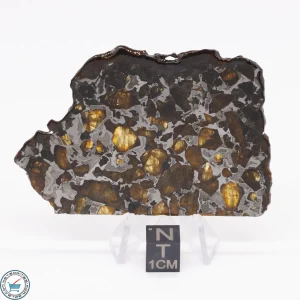 Brahin Pallasite Meteorite 26.8g