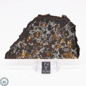 Brahin Pallasite Meteorite 33.2g