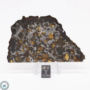 Brahin Pallasite Meteorite 29.0g
