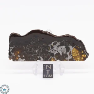 Brahin Pallasite Meteorite 17.9g