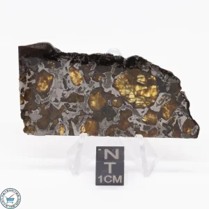 Brahin Pallasite Meteorite 16.5g