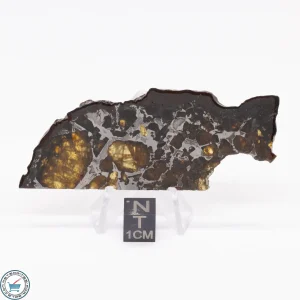 Brahin Pallasite Meteorite 17.9g