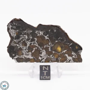 Brahin Pallasite Meteorite 33.5g