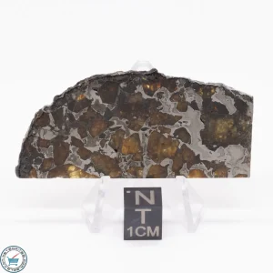 Brahin Pallasite Meteorite 16.1g