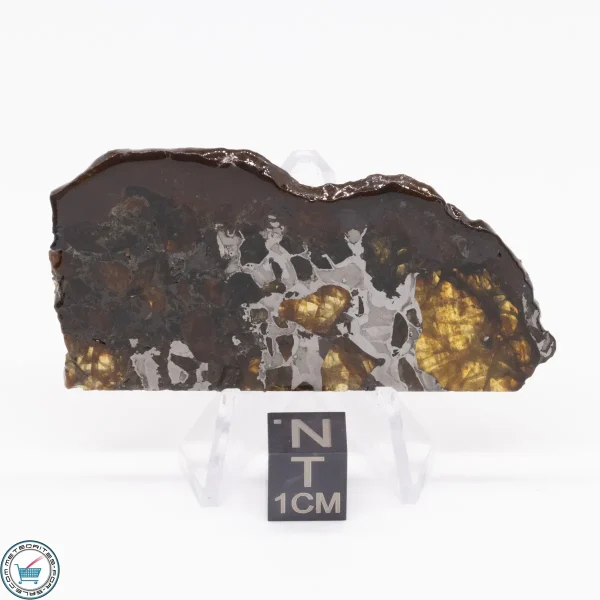 Brahin Pallasite Meteorite 14.8g