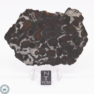Sericho Pallasite Meteorite 34.6g