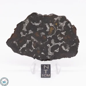 Sericho Pallasite Meteorite 27.5g