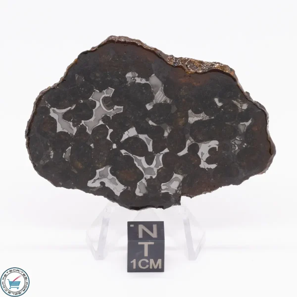 Sericho Pallasite Meteorite 22.3g