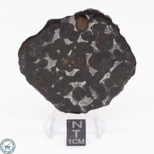 Sericho Pallasite Meteorite 22.6g