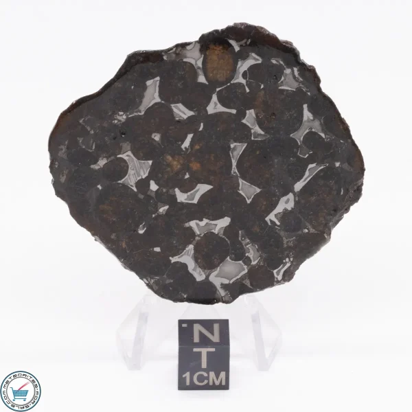 Sericho Pallasite Meteorite 22.6g