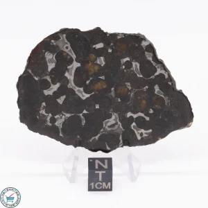 Sericho Pallasite Meteorite 27.9g