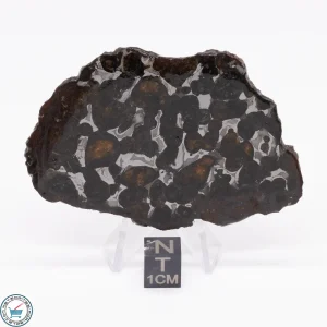 Sericho Pallasite Meteorite 27.5g