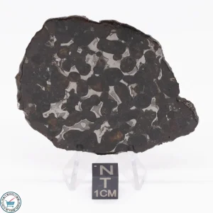 Sericho Pallasite Meteorite 27.6g