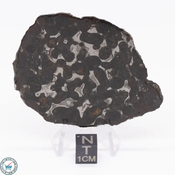 Sericho Pallasite Meteorite 27.6g