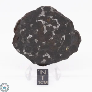 Sericho Pallasite Meteorite 21.5g