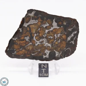 Sericho Pallasite Meteorite 37.2g