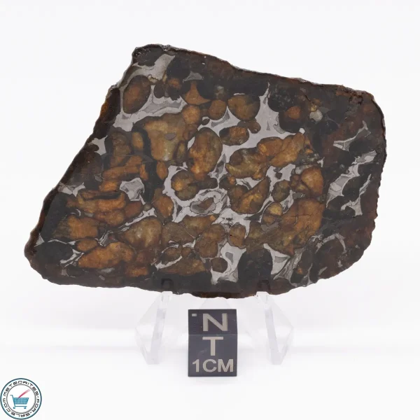 Sericho Pallasite Meteorite 37.2g