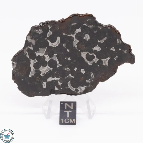 Sericho Pallasite Meteorite 25.5g