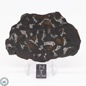 Sericho Pallasite Meteorite 26.3g