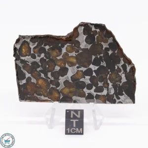 Sericho Pallasite Meteorite 20.4g