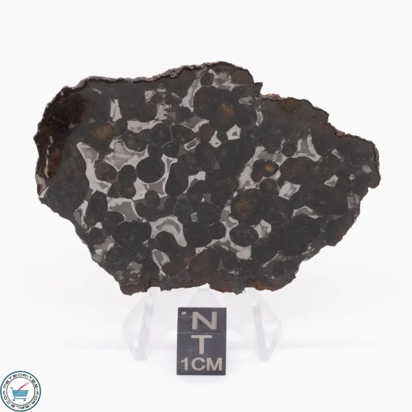 Sericho Pallasite Meteorite 23.9g