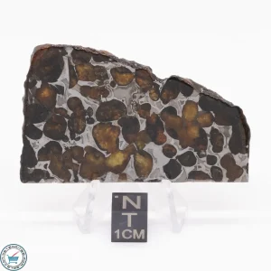 Sericho Pallasite Meteorite 31.4g
