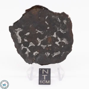 Sericho Pallasite Meteorite 19.3g