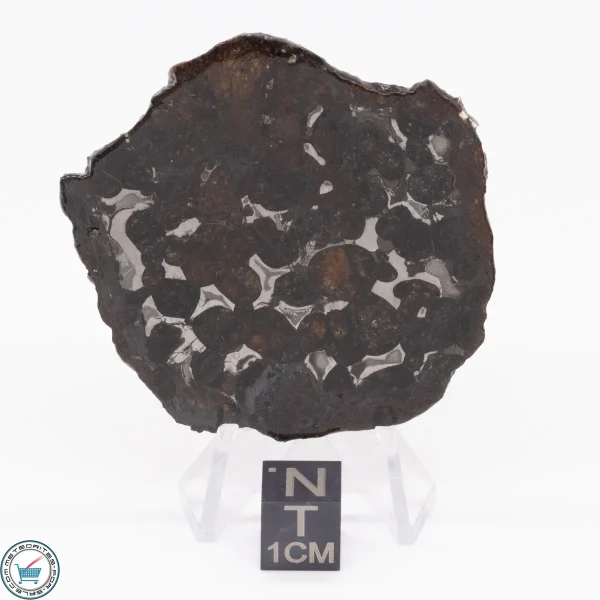Sericho Pallasite Meteorite 19.3g