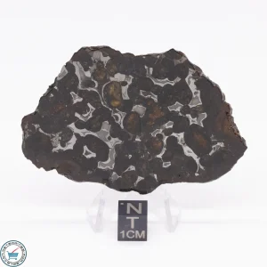 Sericho Pallasite Meteorite 27.9g