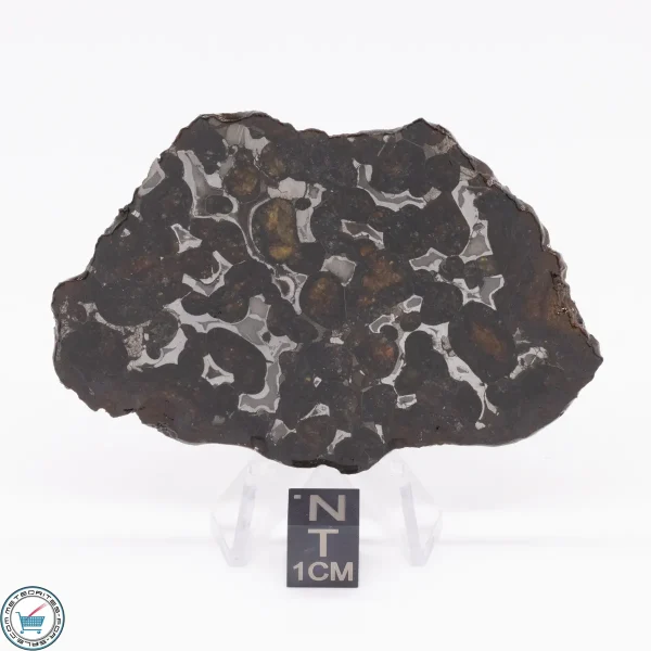 Sericho Pallasite Meteorite 27.9g
