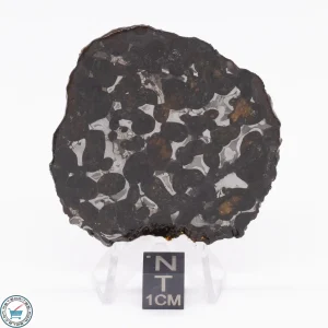 Sericho Pallasite Meteorite 21.4g