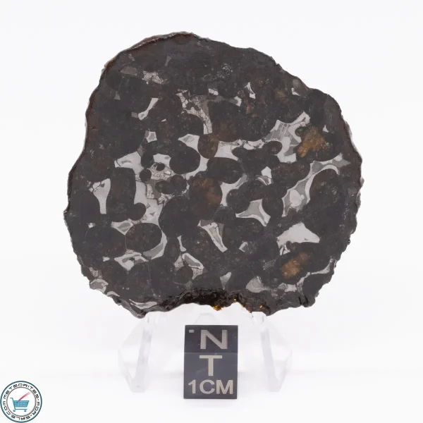 Sericho Pallasite Meteorite 21.4g