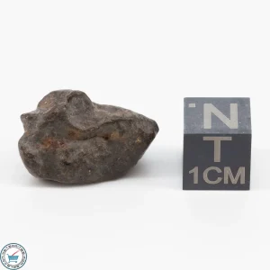NWA 11700 Meteorite 4.9g