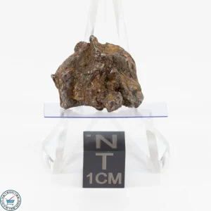 Admire Pallasite Meteorite 7.9g Nugget