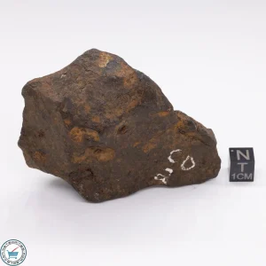 Canyon Diablo Meteorite 359.5g