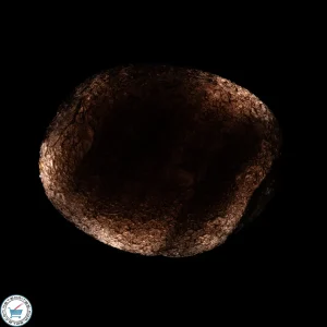 Saffordite 8.4g