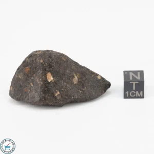 NWA 11343 CV3 Meteorite 35.5g